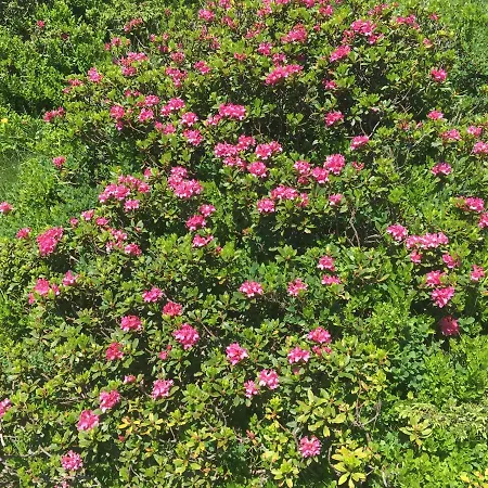 Appartement Fuchsbau Lachtal