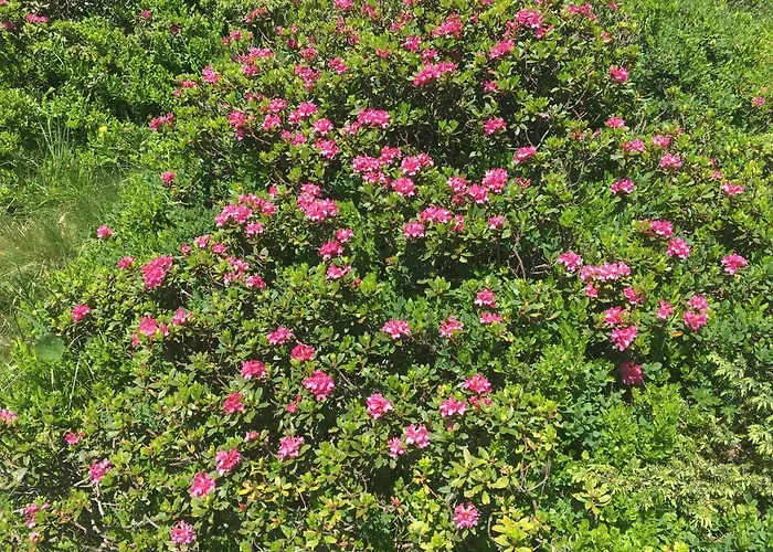 Apartment Fuchsbau Lachtal